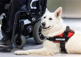 service dog lying down next to a wheelchair